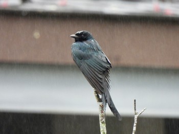 Black Drongo 台北市立動物園 Sat, 3/2/2024