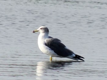 ウミネコ 葛西臨海公園 2023年10月25日(水)