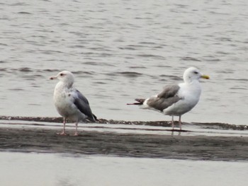 Vega Gull Kasai Rinkai Park Wed, 10/25/2023