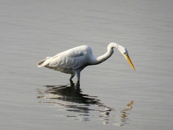 ダイサギ 葛西臨海公園 2023年10月25日(水)