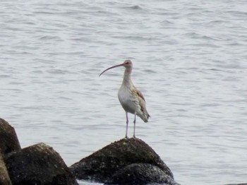 2023年10月25日(水) 葛西臨海公園の野鳥観察記録