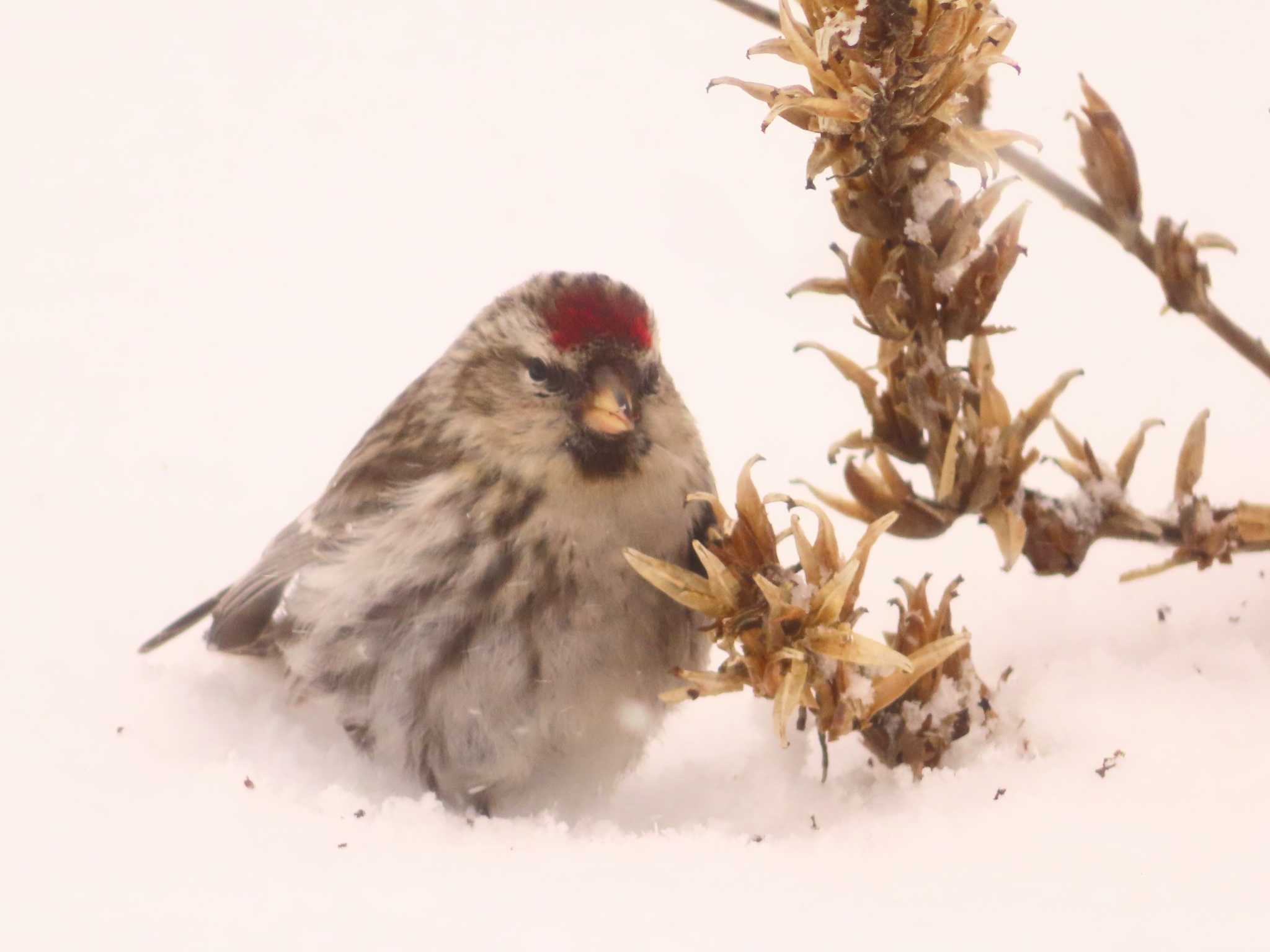 Photo of Common Redpoll at Makomanai Park by ゆ