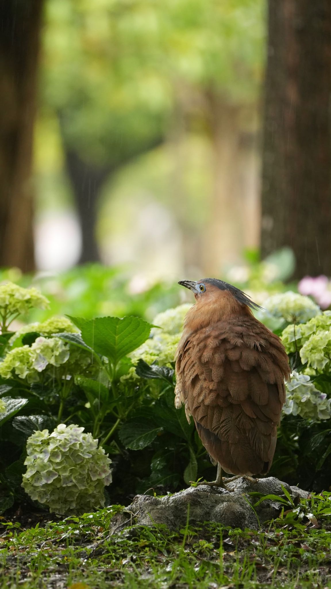 Malayan Night Heron