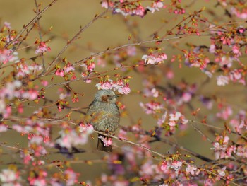 未同定 場所が不明 2024年3月2日(土)