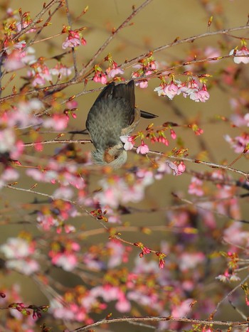 未同定 場所が不明 2024年3月2日(土)