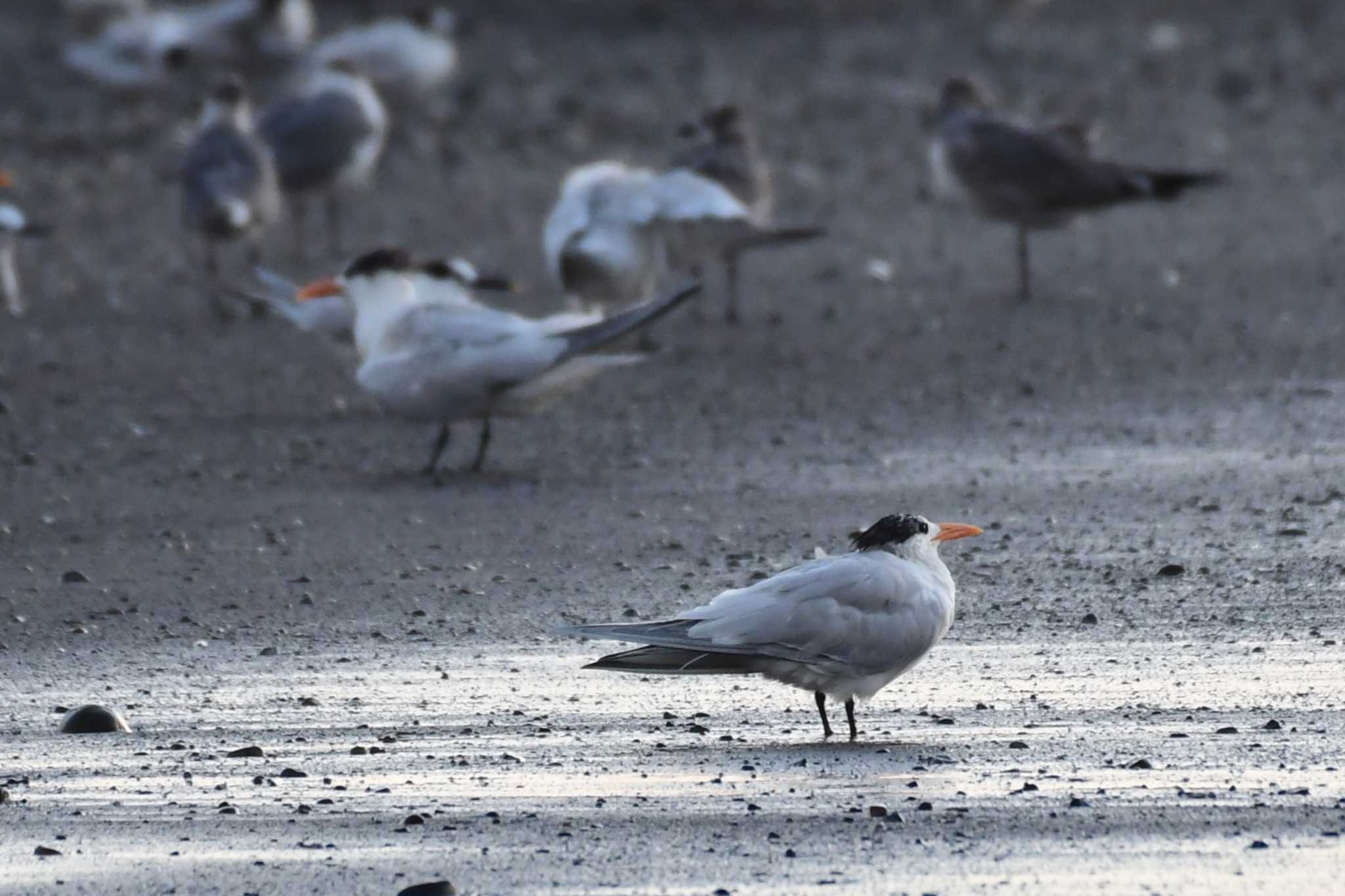 Royal Tern