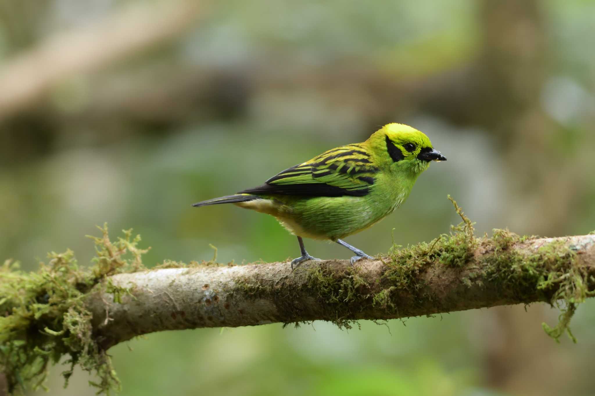 Photo of Emerald Tanager at コスタリカ by でみこ