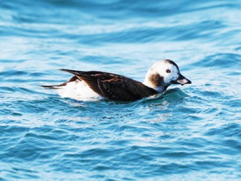 Long-tailed Duck 根室 Sun, 1/29/2023