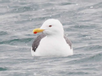 Glaucous-winged Gull 根室 Sun, 1/29/2023