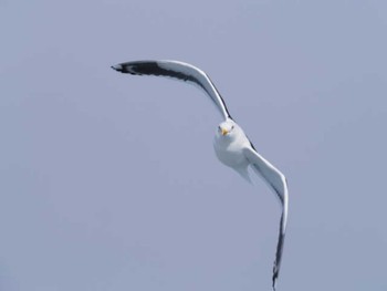 Slaty-backed Gull 根室 Sun, 1/29/2023