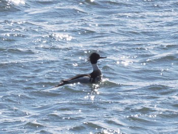 Red-breasted Merganser 根室 Sun, 1/29/2023