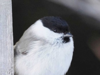 Marsh Tit 根室 Sun, 1/29/2023