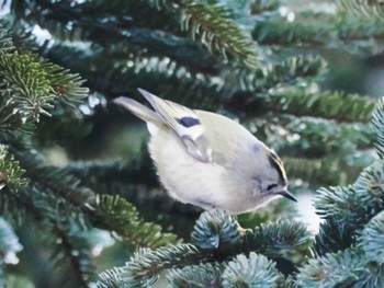 2023年1月29日(日) 根室の野鳥観察記録