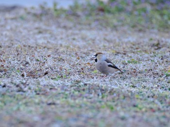 Hawfinch 大室公園 Tue, 2/13/2024