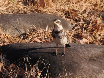 Dusky Thrush 大室公園 Tue, 2/13/2024