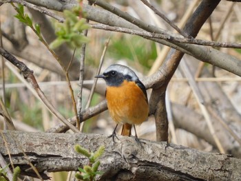 Daurian Redstart 近所の公園 Sat, 3/2/2024