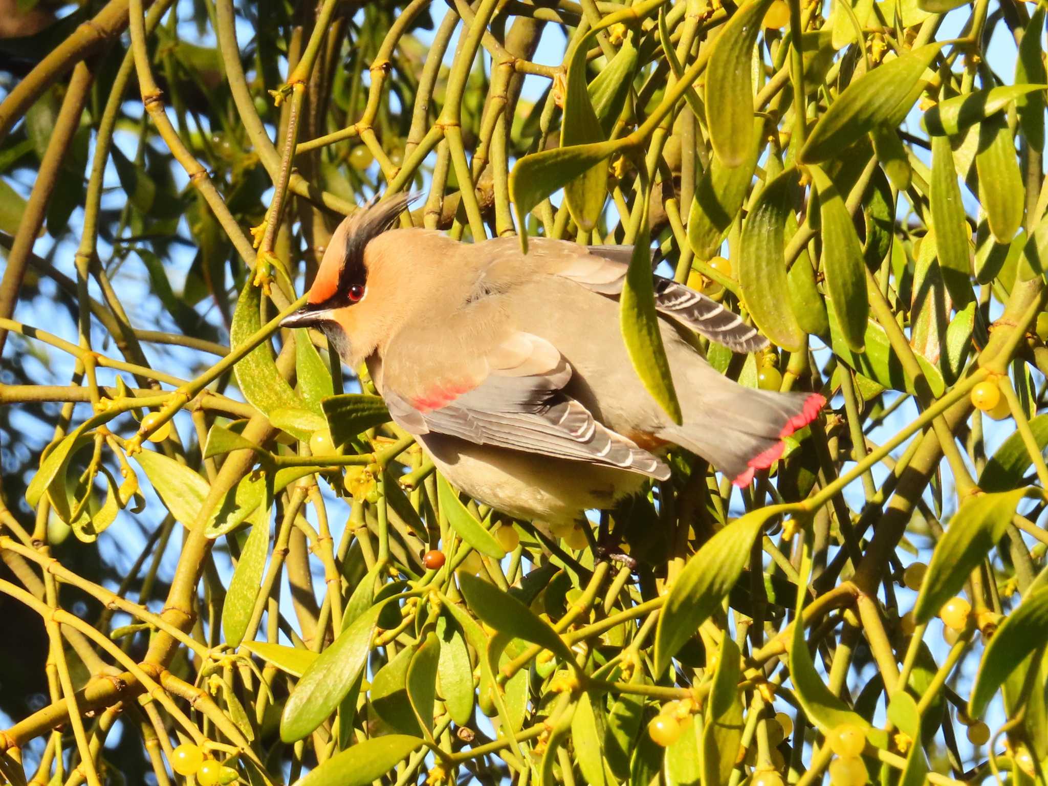 Japanese Waxwing