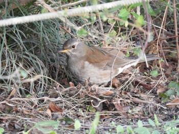 Pale Thrush 越谷レイクタウン Sun, 3/3/2024