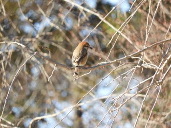 Bull-headed Shrike 越谷レイクタウン Sun, 3/3/2024