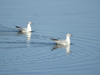 Black-headed Gull 越谷レイクタウン Sun, 3/3/2024