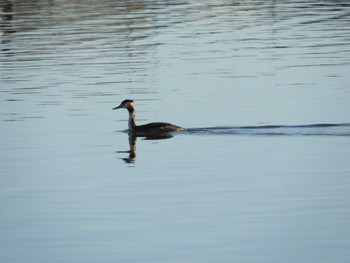 Great Crested Grebe 越谷レイクタウン Sun, 3/3/2024