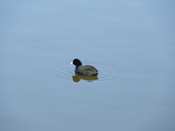 Eurasian Coot 越谷レイクタウン Sun, 3/3/2024