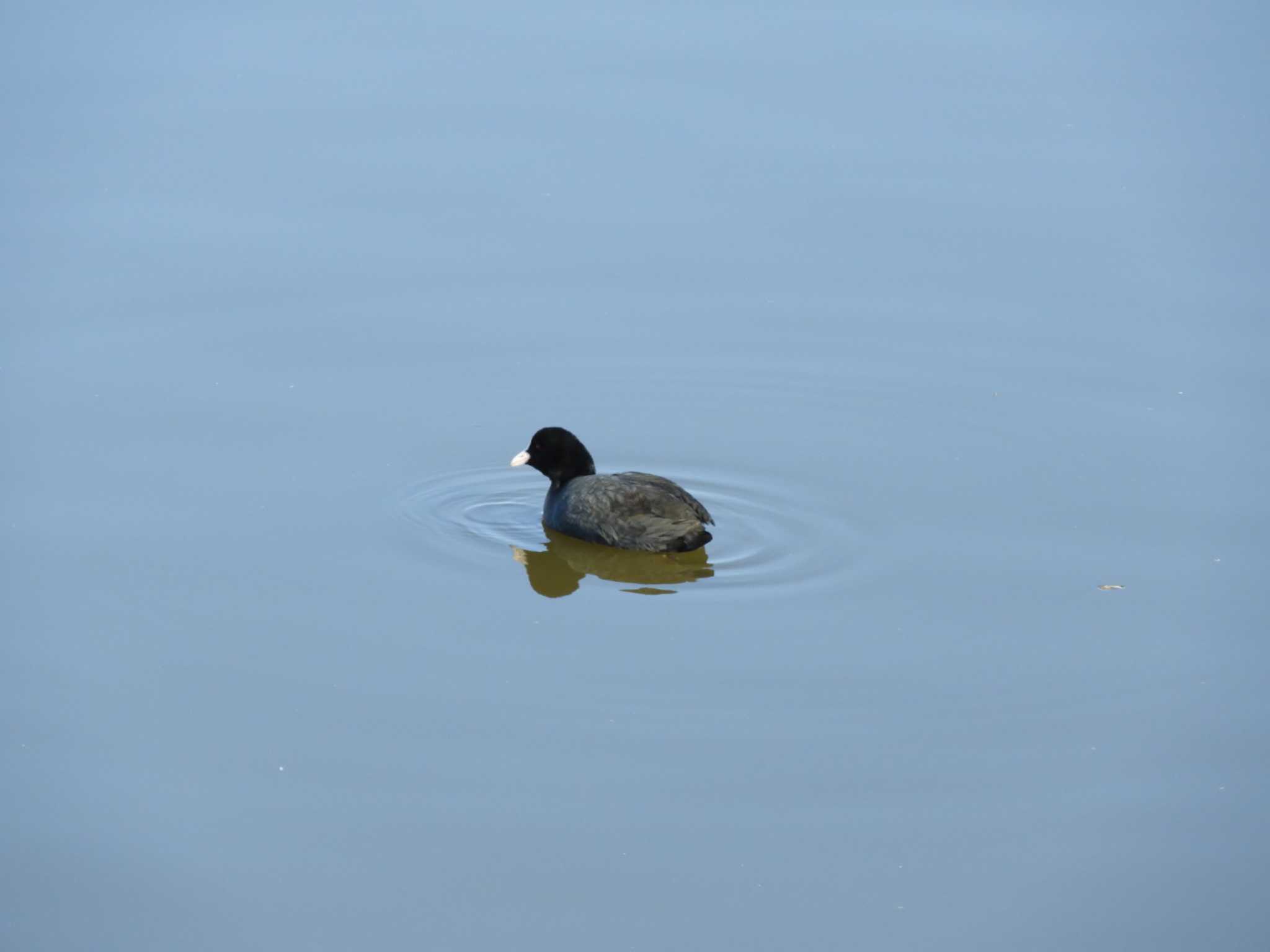 Photo of Eurasian Coot at 越谷レイクタウン by くくる