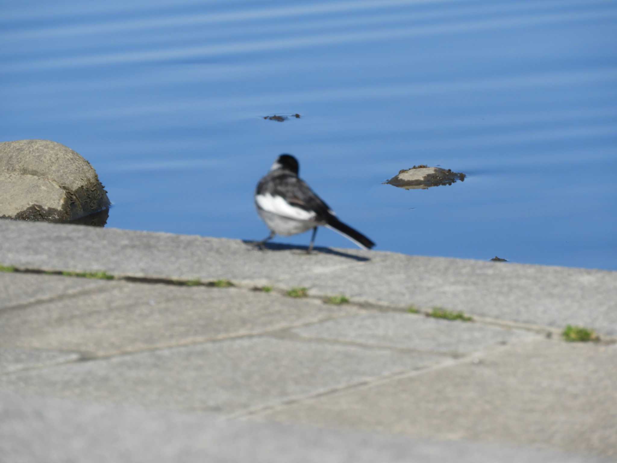 Photo of White Wagtail at 越谷レイクタウン by くくる