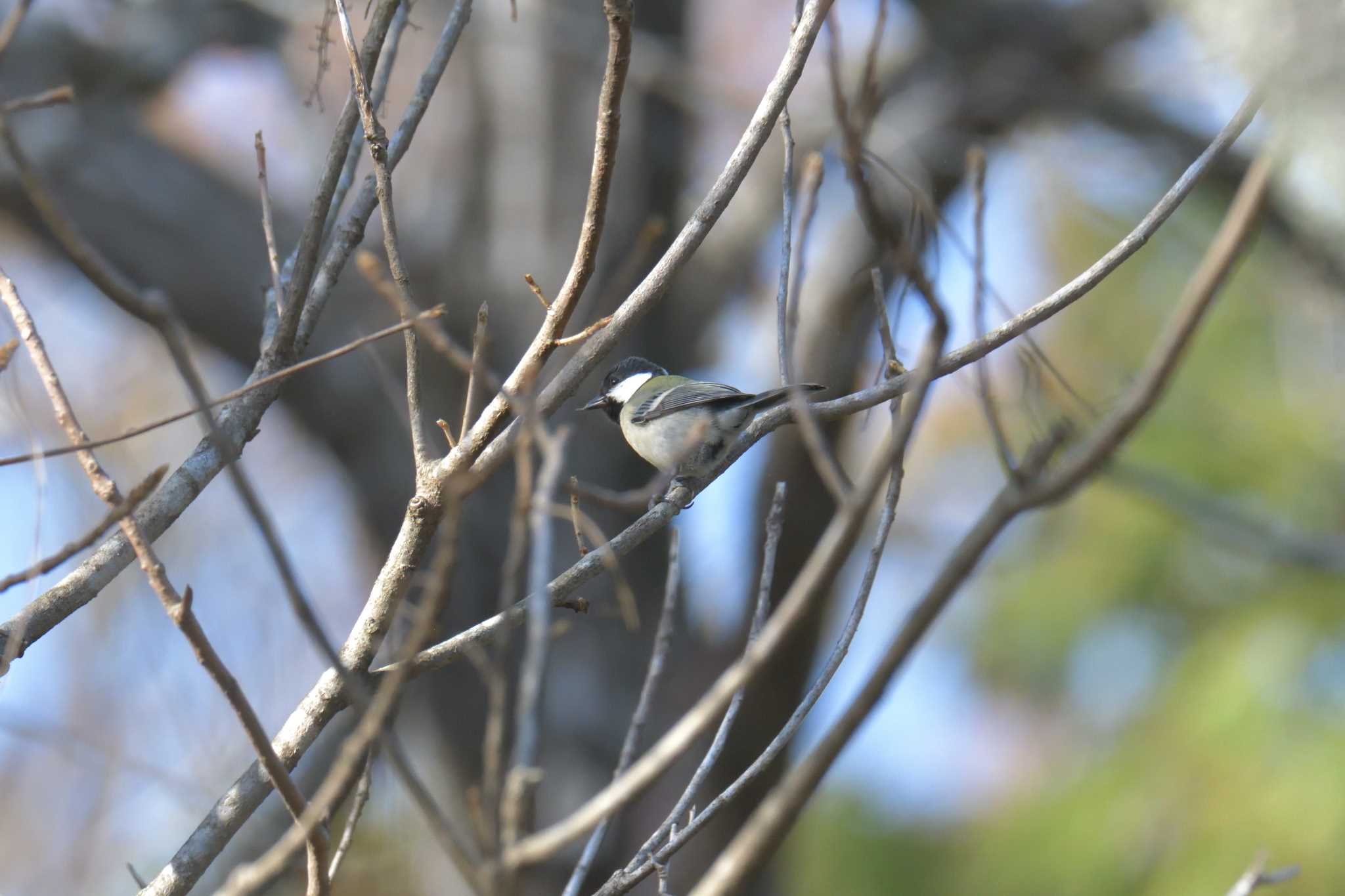 Japanese Tit