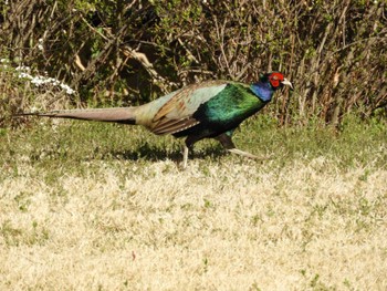 Green Pheasant 越谷レイクタウン Sun, 3/3/2024