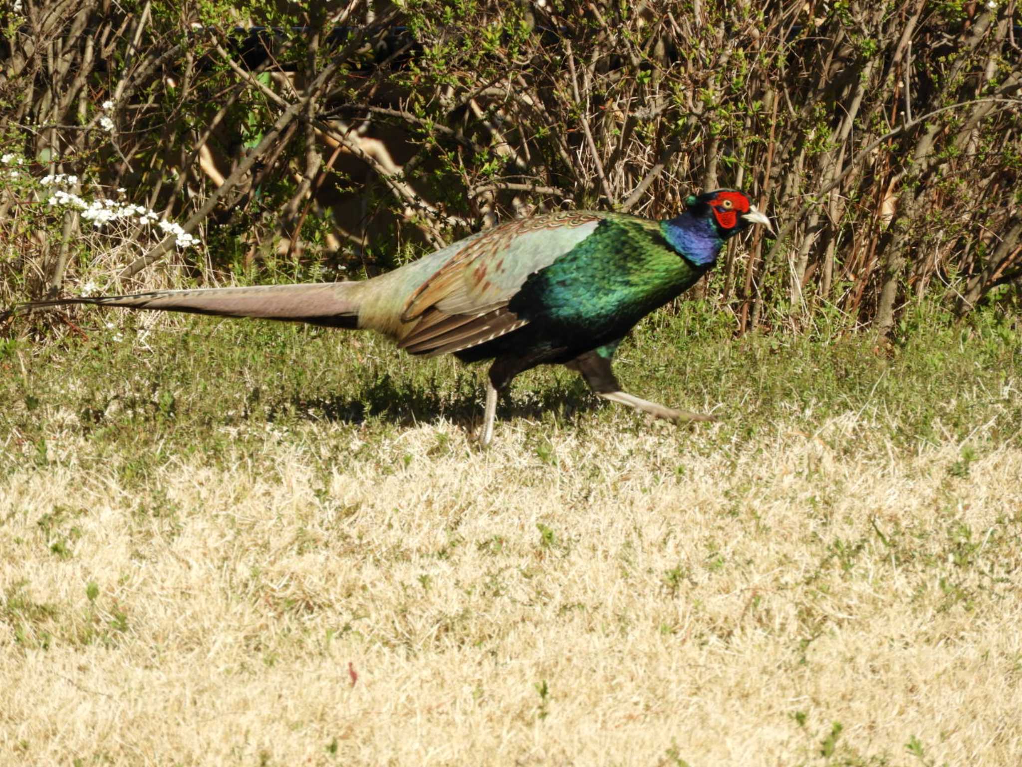 Photo of Green Pheasant at 越谷レイクタウン by くくる