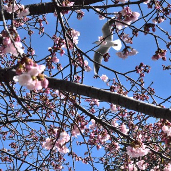 Black-headed Gull 新左近川親水公園 Sun, 3/3/2024