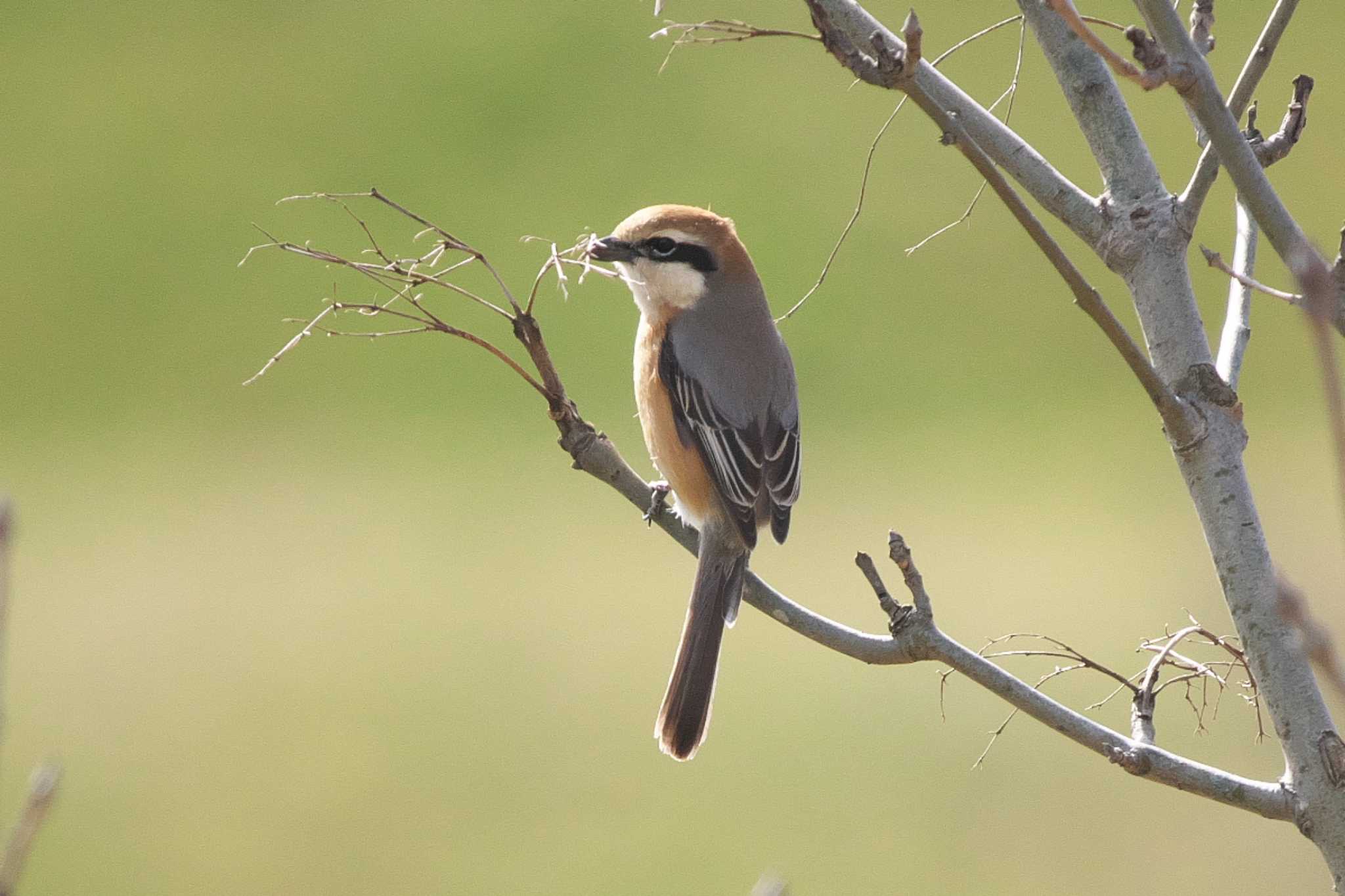 Photo of Bull-headed Shrike at 彩湖 by Y. Watanabe