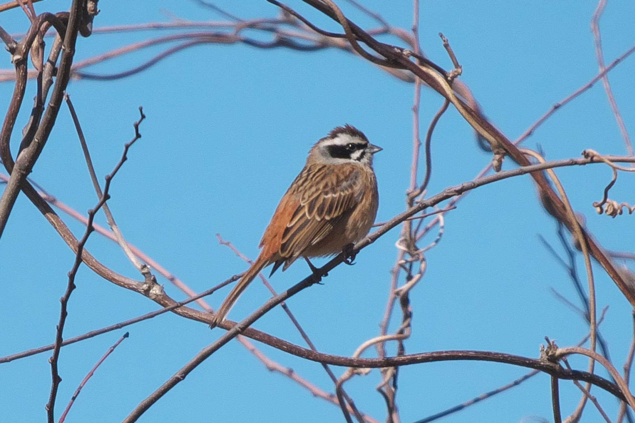 Photo of Meadow Bunting at 彩湖 by Y. Watanabe