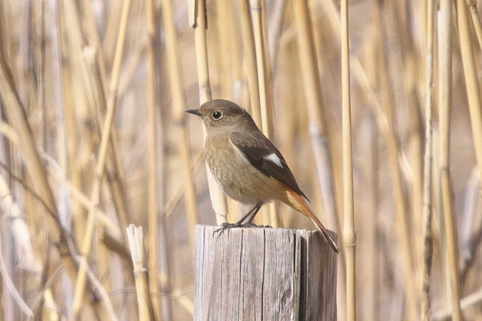 Photo of Daurian Redstart at 彩湖 by Y. Watanabe