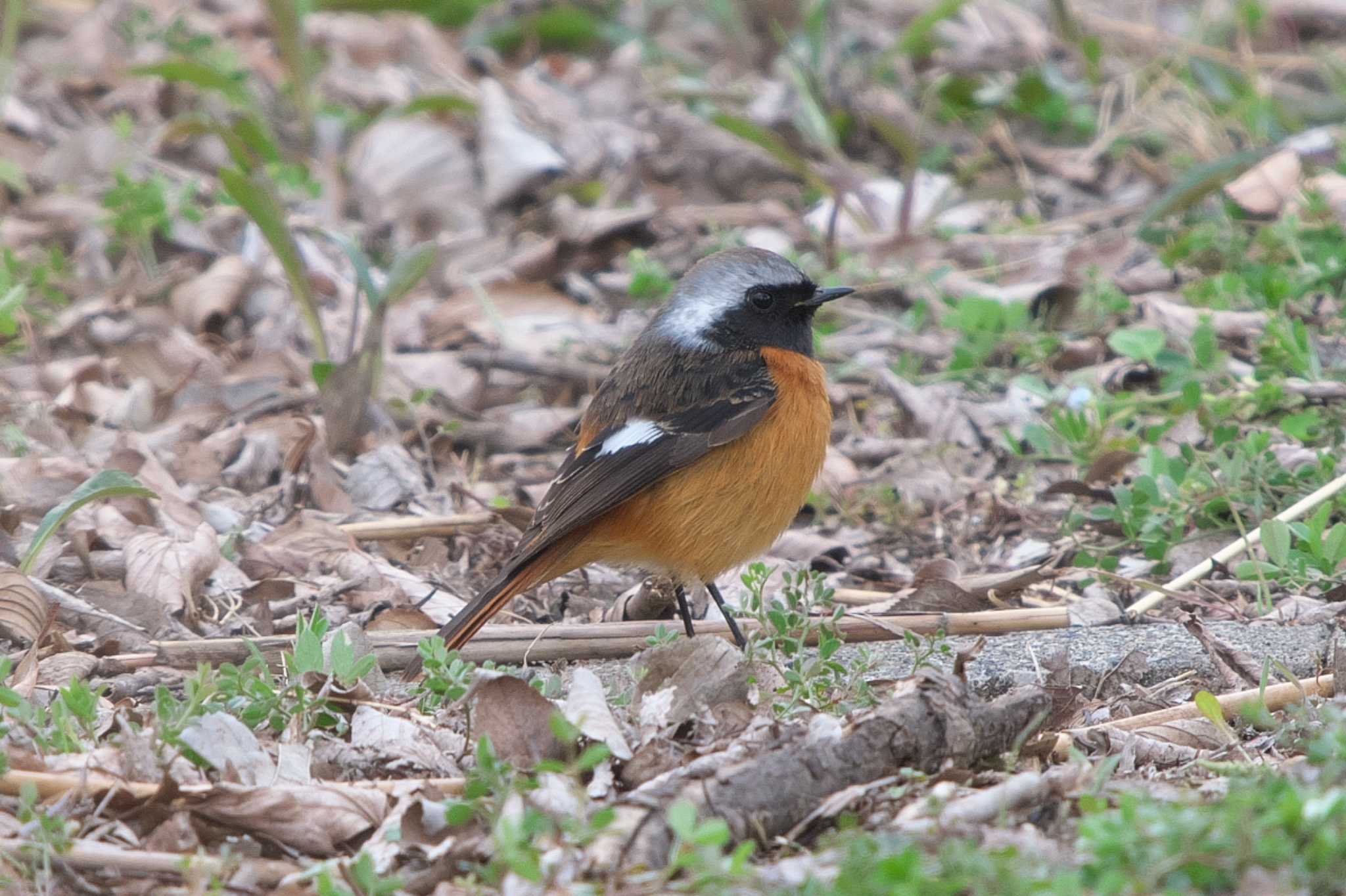 Daurian Redstart