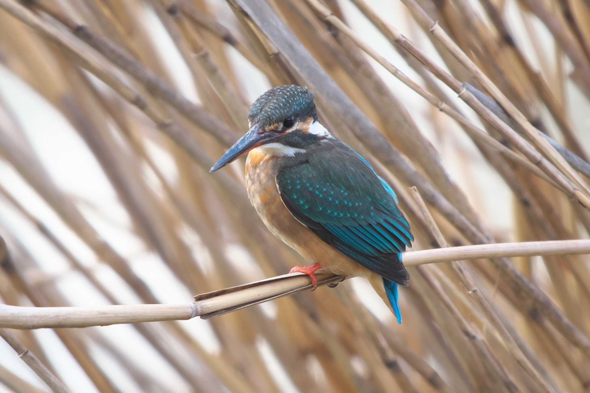 Photo of Common Kingfisher at 彩湖 by Y. Watanabe