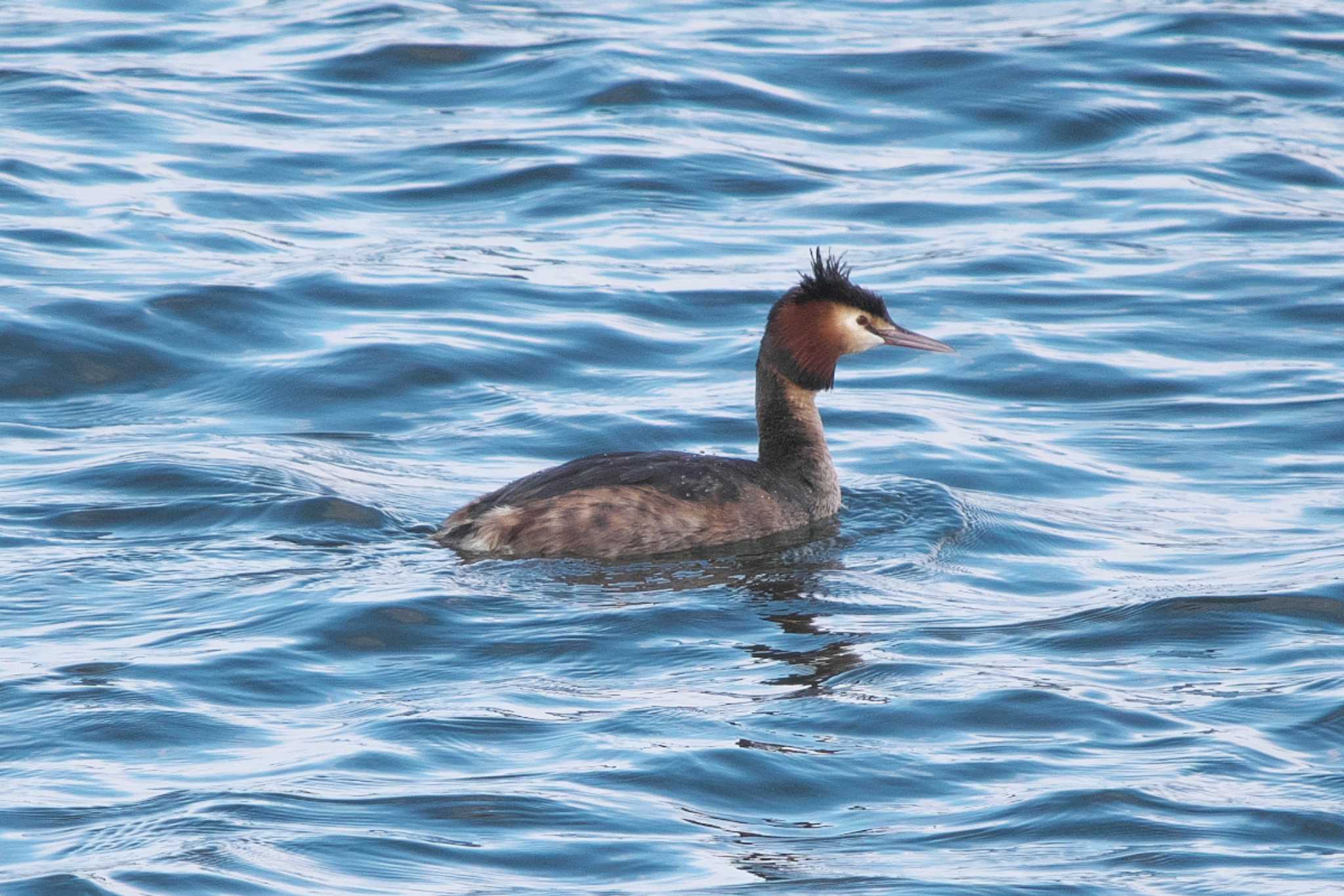 Great Crested Grebe