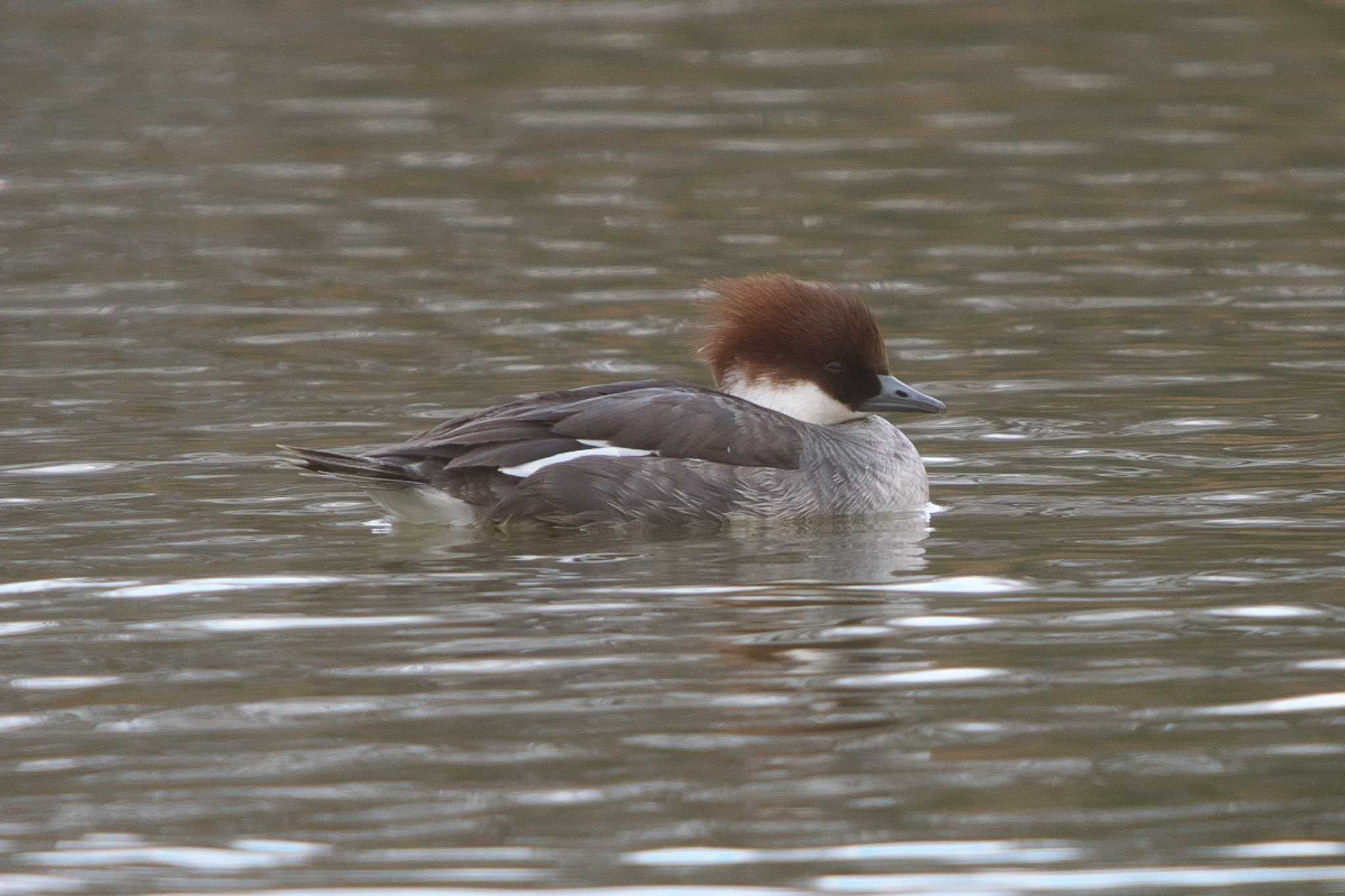 Photo of Smew at 彩湖 by Y. Watanabe