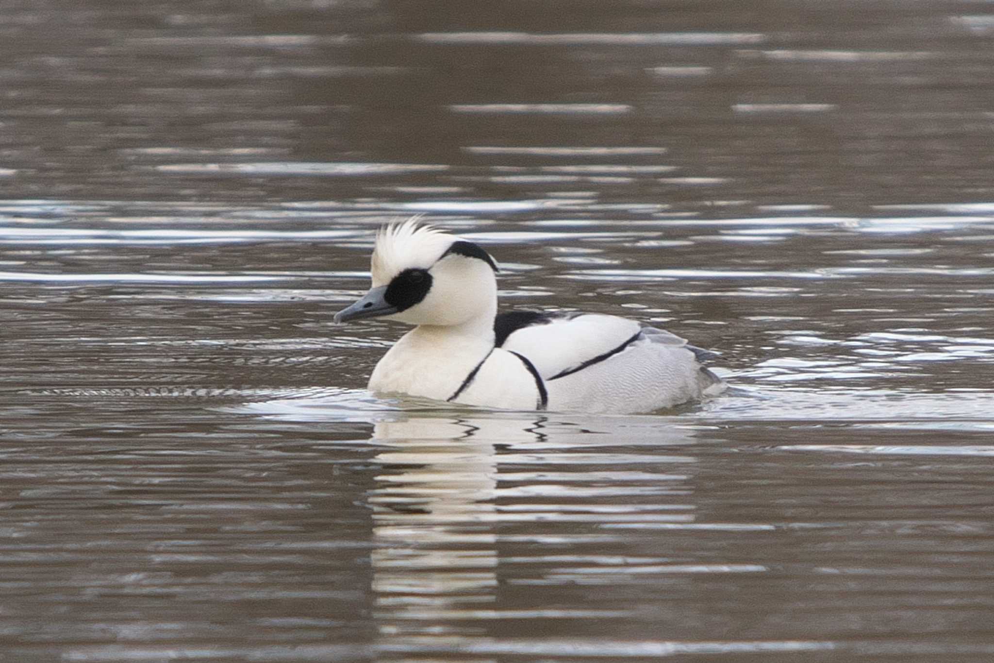 Photo of Smew at 彩湖 by Y. Watanabe
