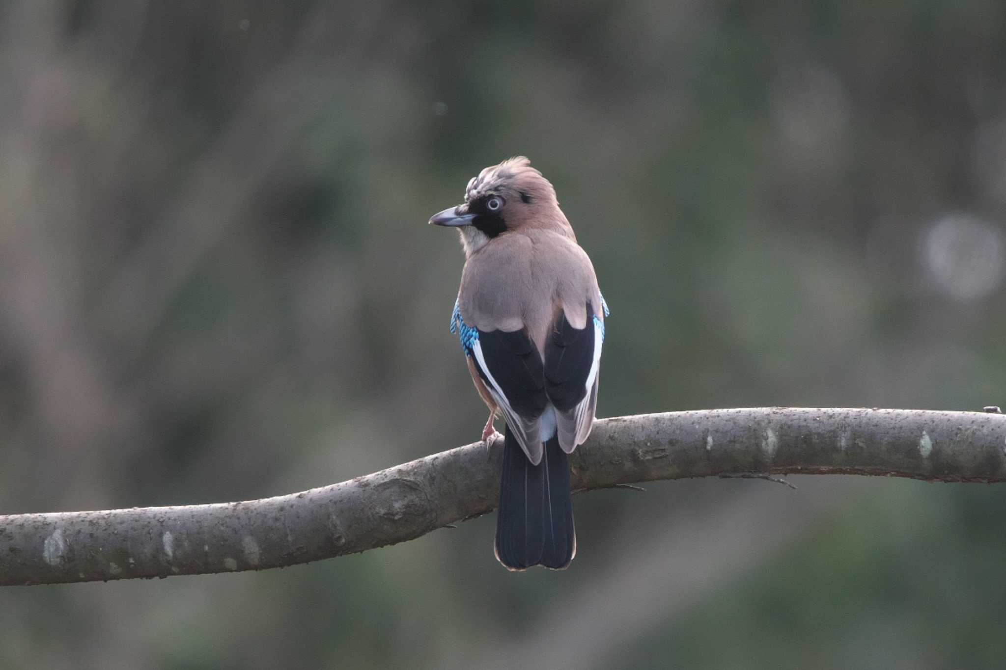 Photo of Eurasian Jay at 彩湖 by Y. Watanabe