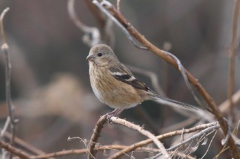 2024年3月2日(土) 彩湖の野鳥観察記録