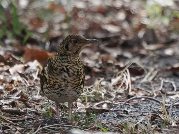 トラツグミ 秋ヶ瀬公園 2024年3月2日(土)