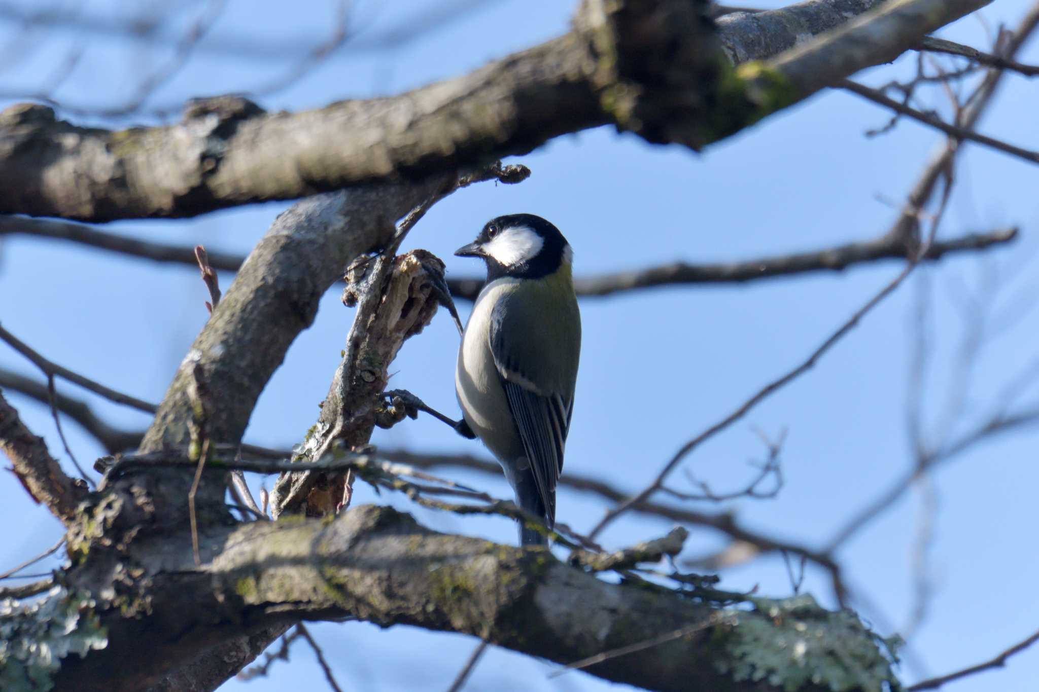 Japanese Tit