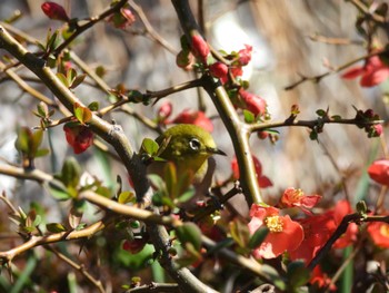 2024年3月3日(日) 夢見ヶ崎動物公園の野鳥観察記録