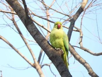 ワカケホンセイインコ 夢見ヶ崎動物公園 2024年3月3日(日)