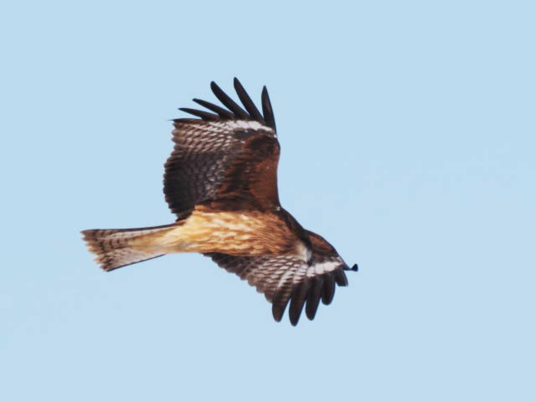 Black Kite