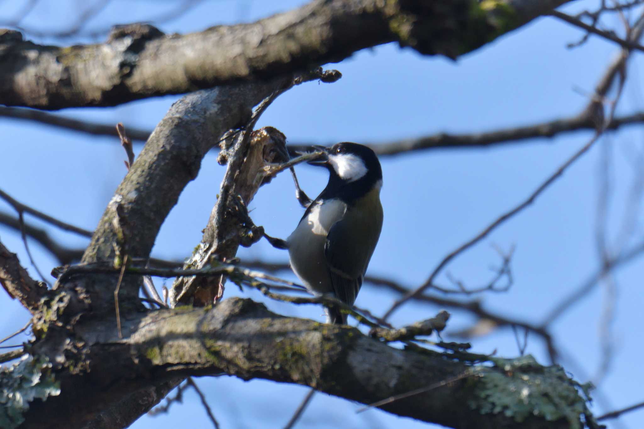 Japanese Tit