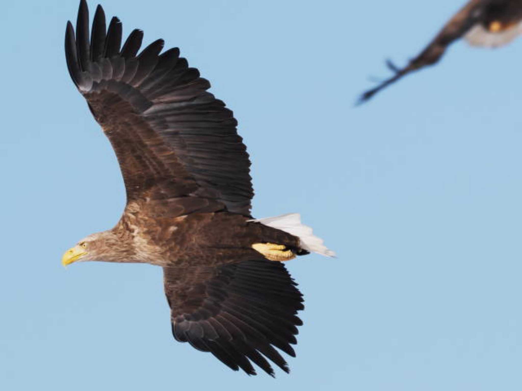 White-tailed Eagle