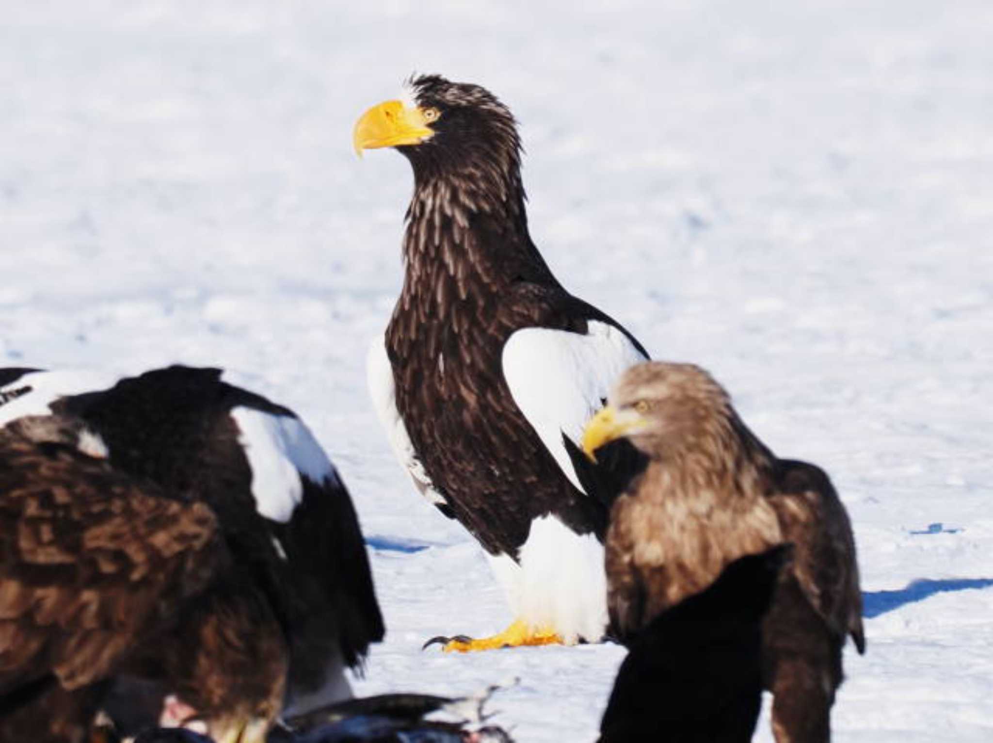 Steller's Sea Eagle